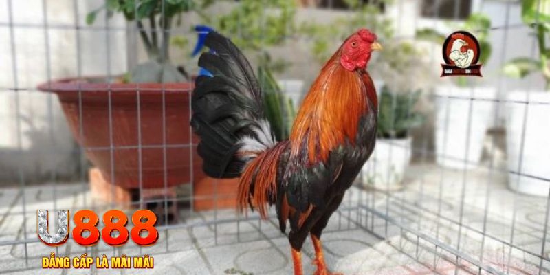 vin777app game máy bay nổ hũ