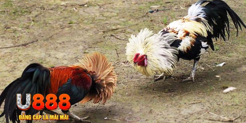 vin777app game nổ hũ là gì